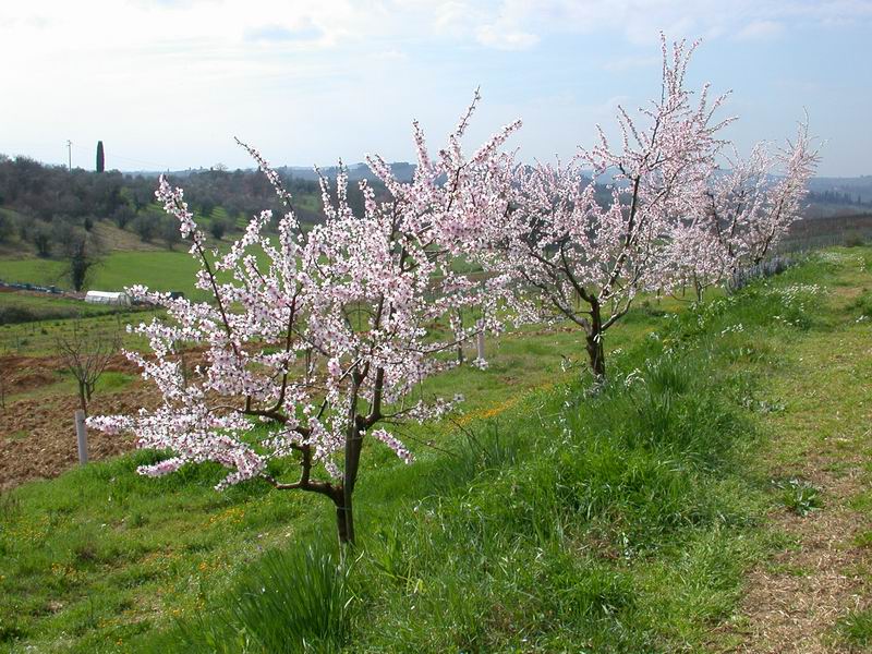 Prunus dulcis / Mandorlo